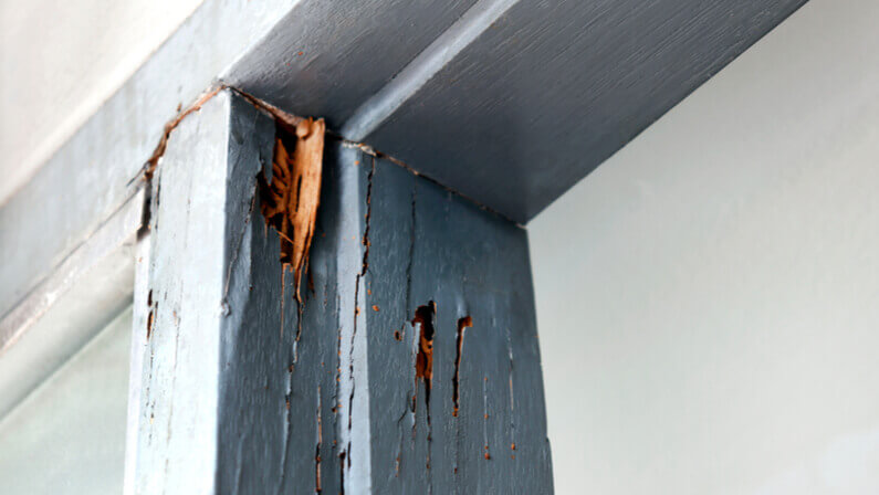 how do you repair termite damage