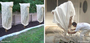 Cover plants & shrubs