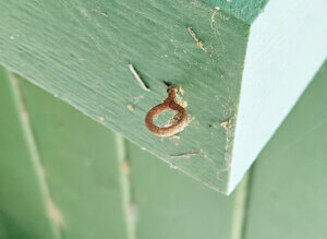 Removing of any hooks, staples and nails