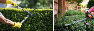 Performing minor pruning